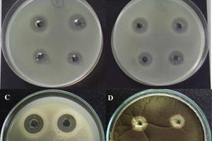 Anti-microbial activity  