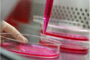 animal cell culture technique