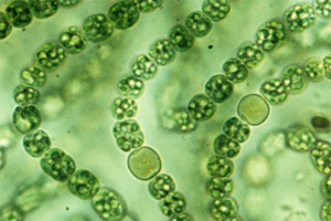 Introduction to Cyanobacteria