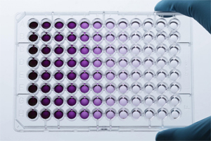 MTT assay