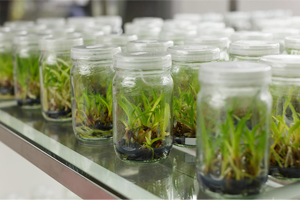 Plant Tissue Culture 