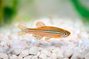 Application of zebra fishes in biotechnology